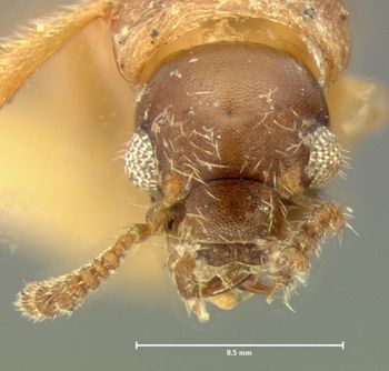 Media type: image;   Entomology 6548 Aspect: head frontal view